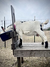 Southern Icon Pippin Squeak