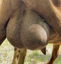 *