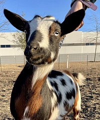 Sire’s Sire Sinai Thunder