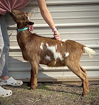 Southern Icon Pippin Squeak