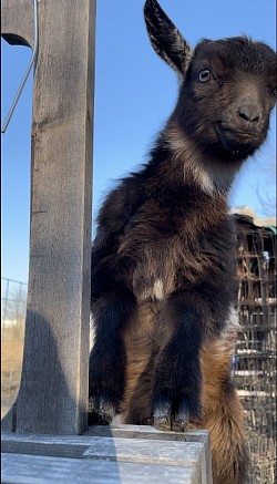 Baby Goat