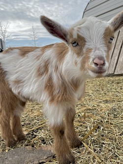 Gold doeling blue eyes