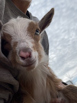 Gold baby goat blue eyes
