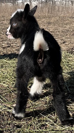 Baby Goats