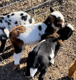 Southern Icon Baby Goats Forney Texas