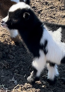 Buckling for sale Texas bottle baby