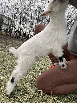 Flashy pulled buckling for sale Bottle babies