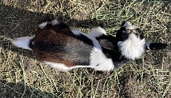 Nigerian dwarf  Fancy chocolate buckskin with white fall  2024