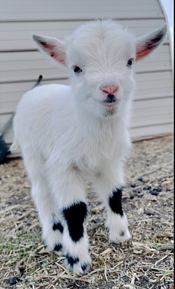 Black fancy white AGA registered Nigerian dwarf bottle, baby