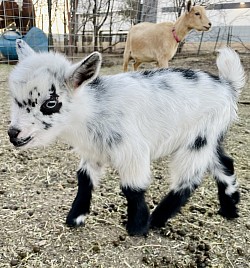 Nigerian dwarf bottle, baby male for sale, fancy white blue eyes