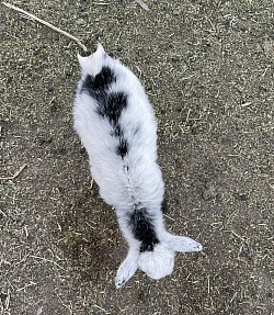 Nigerian dwarf, blue eyes fancy white white black
