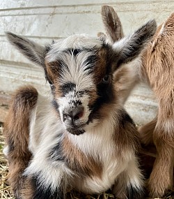 Baby goats for sale texas