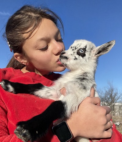 Polled Blue Eyes