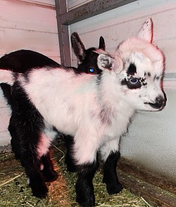 Fancy white blue eyes, Nigerian dwarf bottle baby for sale