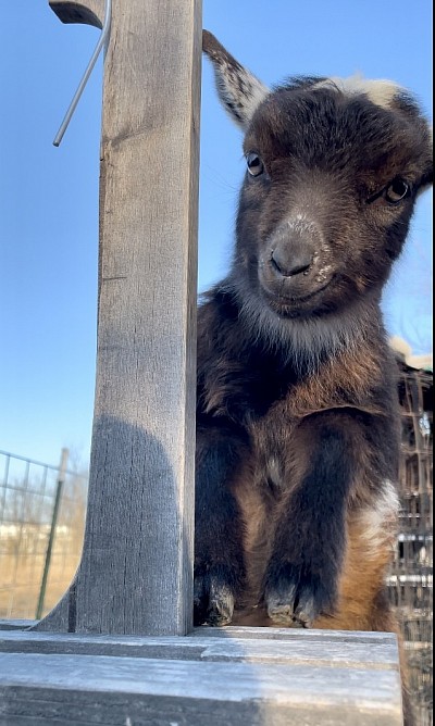 Blue Cactus Dairy Goats For Sale