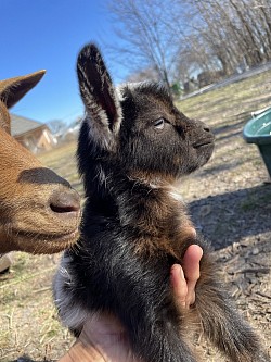 Chocolate Buckskin #babygoats
