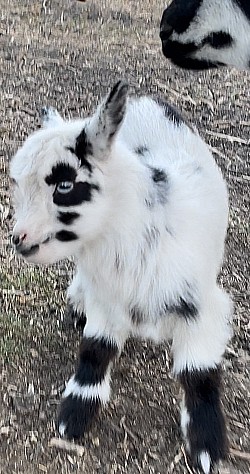 White Nigerian Dwarf Chocolate Buckskin