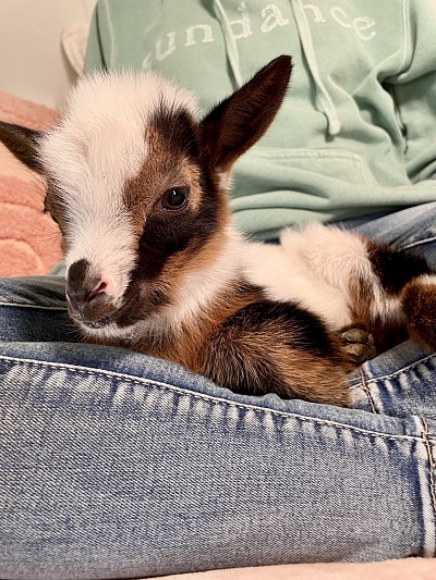 Blue Cactus Dairy Goats For Sale