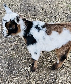 Southern Icon Baby Goats for sale Texas