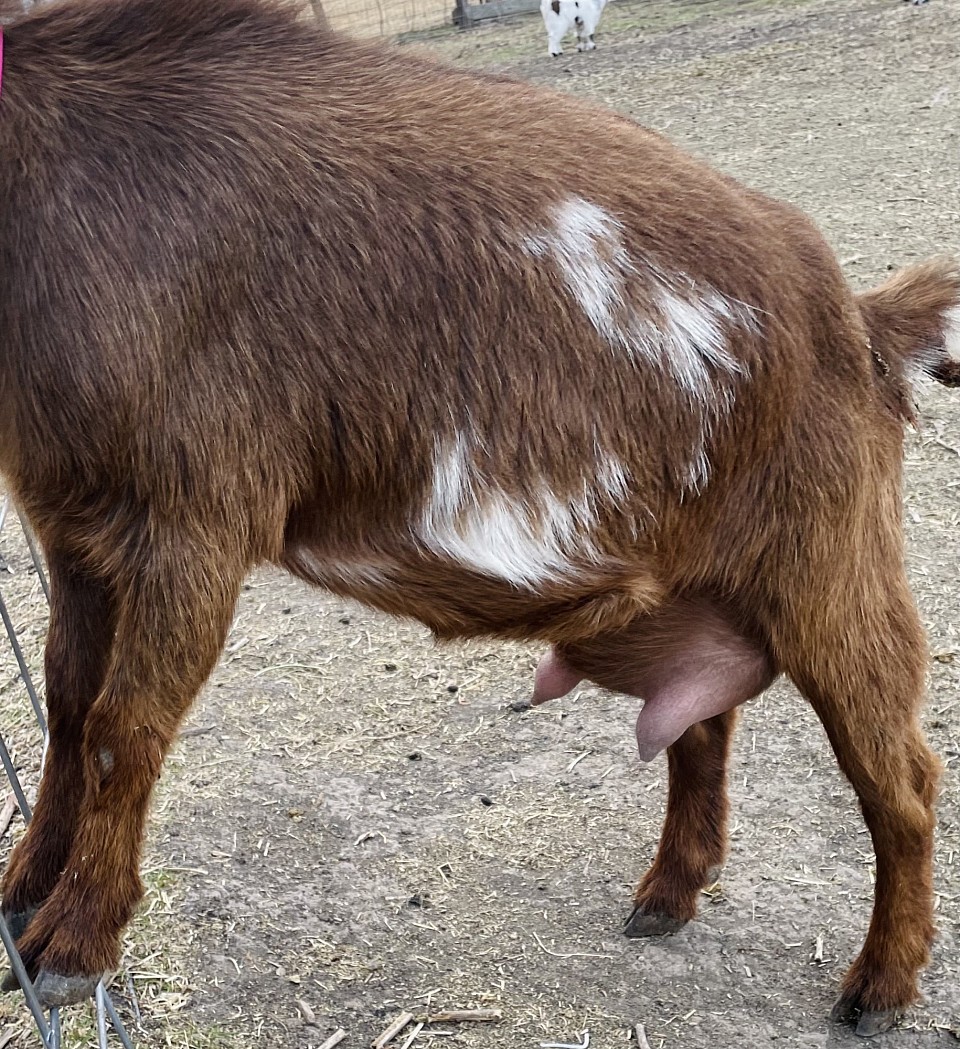Southern Icon Pippin Squeak Chocolate Nigerian Dwarf Goat