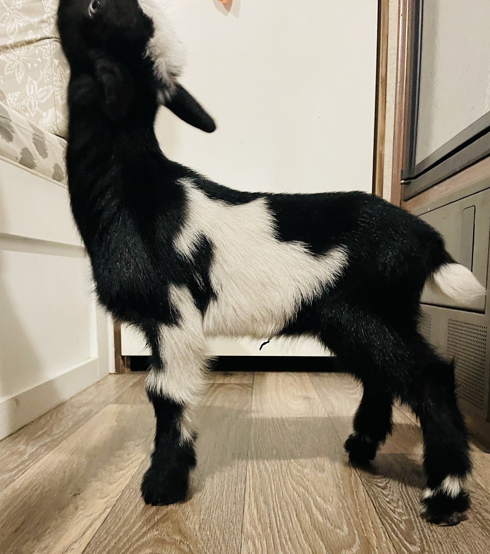 Southern Icon Buckling Blue Eyes Polled